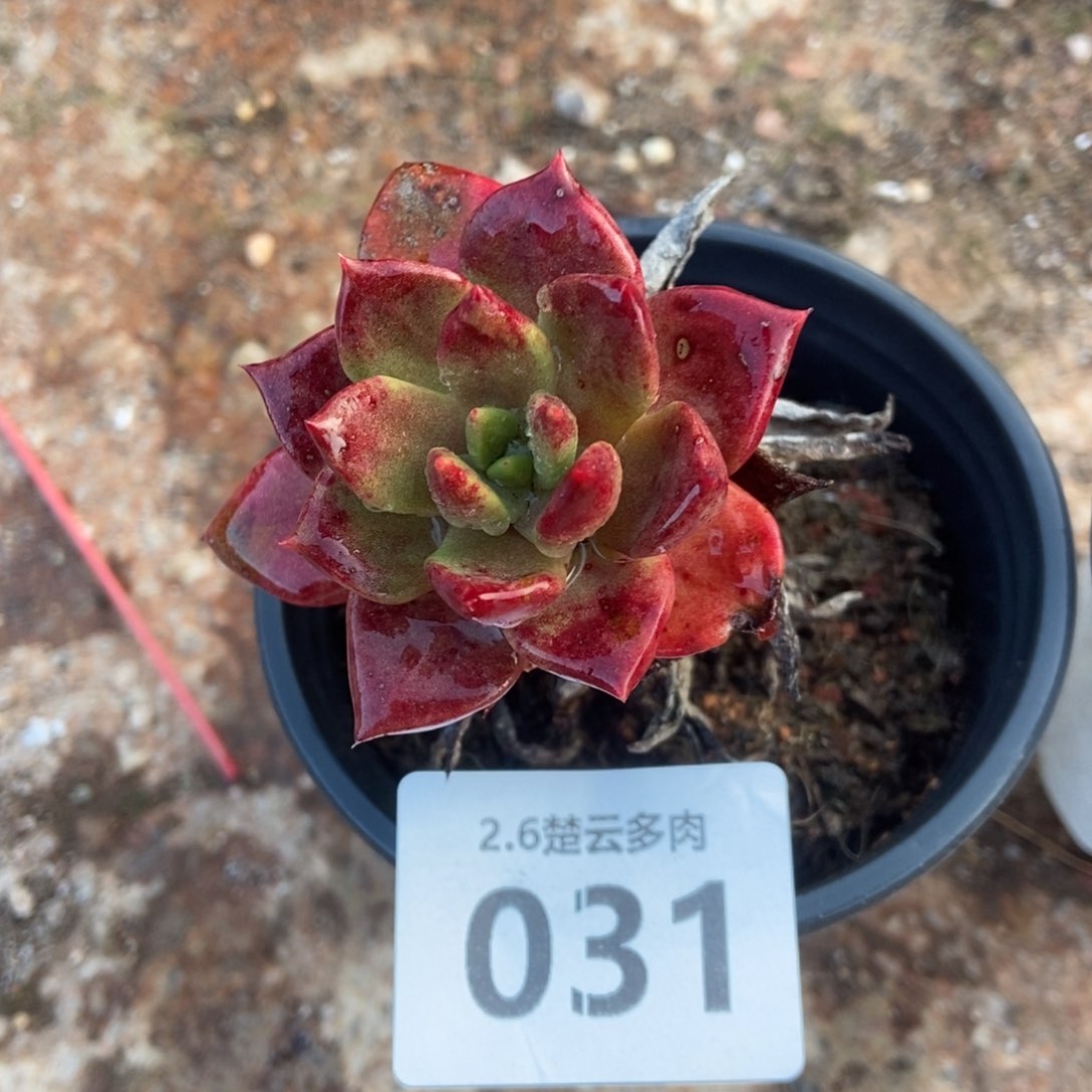 031绿玫瑰多肉植物