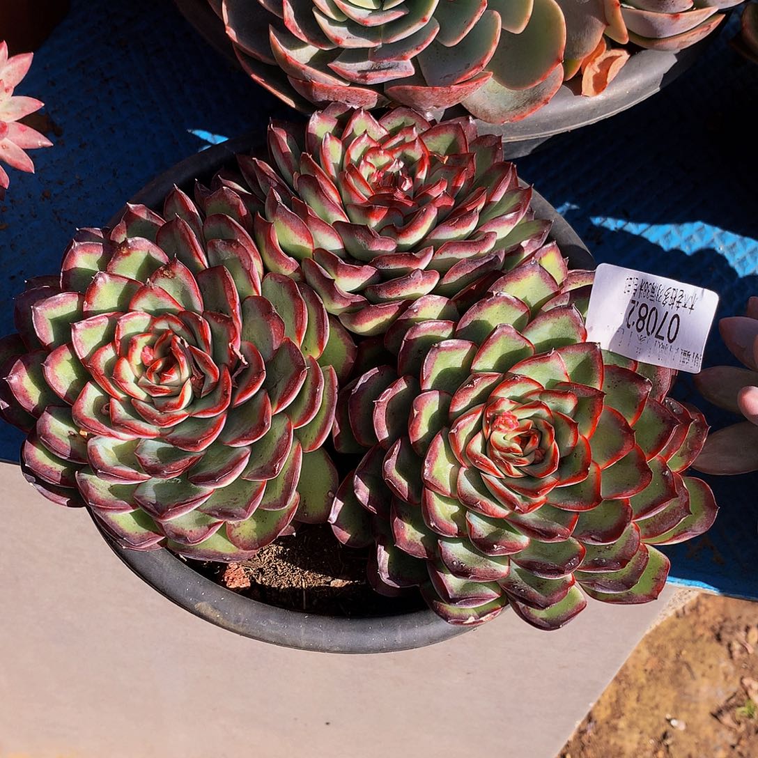 公***财    肉酱玫瑰多肉07082