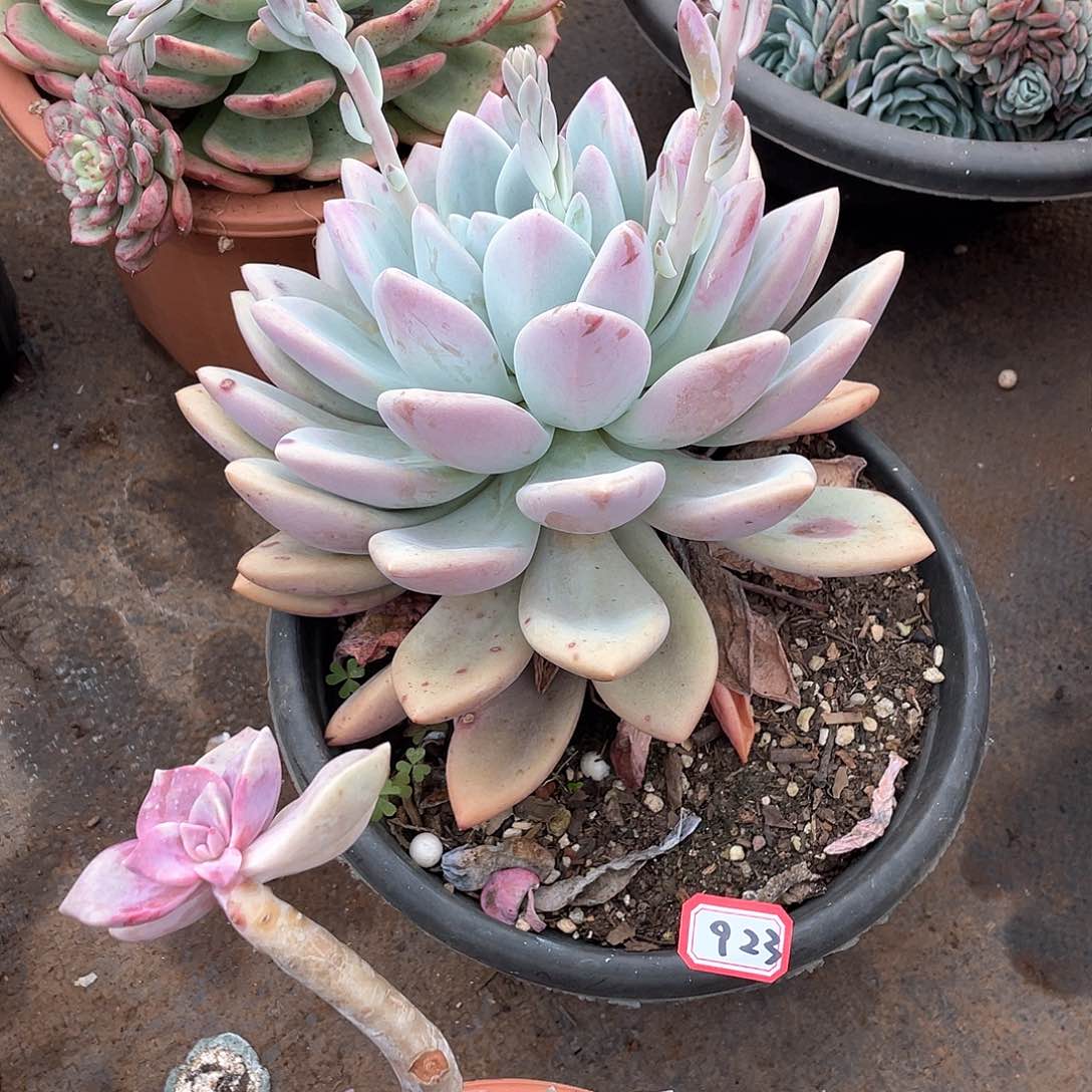 923奥普 一物一拍多肉