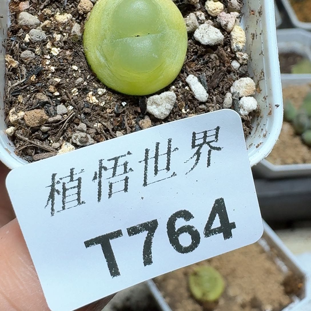 764盒多肉植物哇c v
