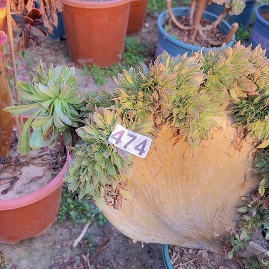 想***啥多肉植物一个碧螺春有伤