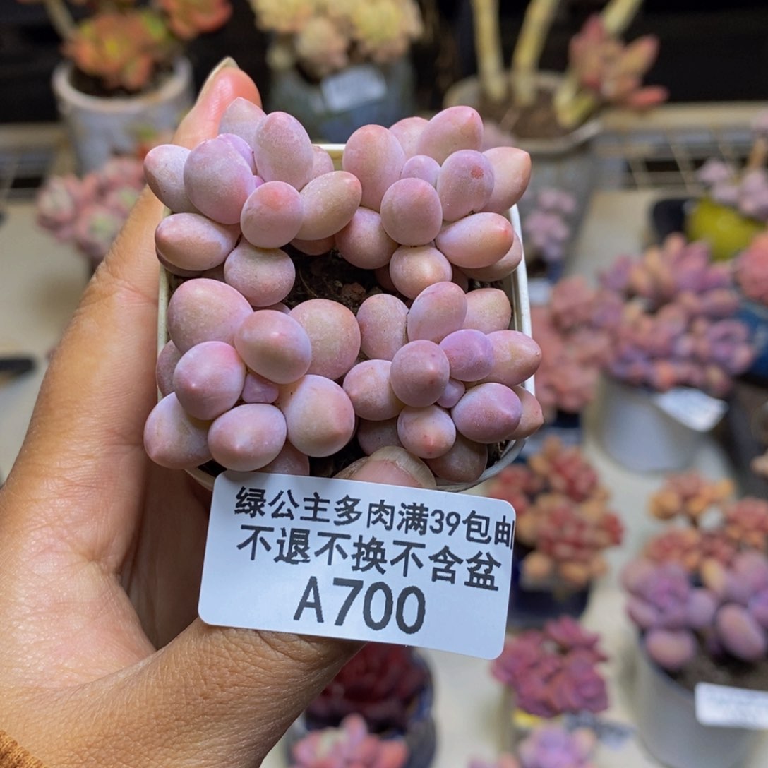 700粉泡泡四颗1.5c m