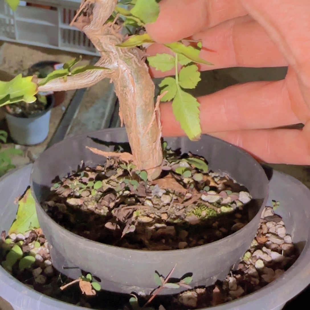 爱***傅块根植物块根植物块根