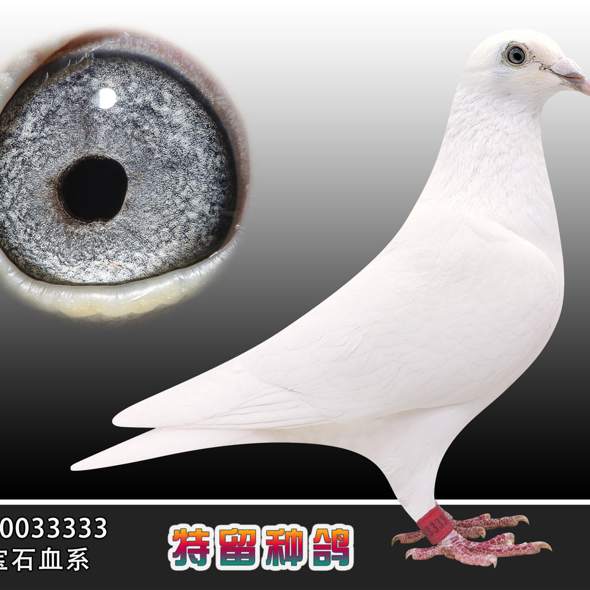 生鲜鸽 肉鸽 信鸽 成绩鸽 种鸽