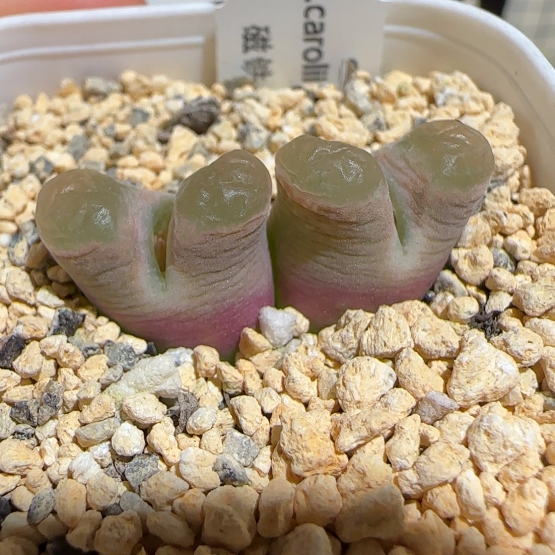 肉锥多肉植物组合-磁铁母本1603