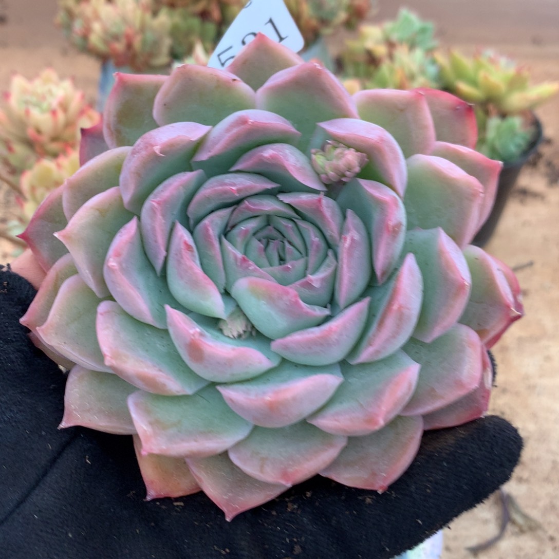 5531杂交多肉植物