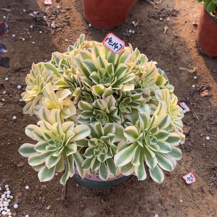 14-147绿豆沙多肉植物