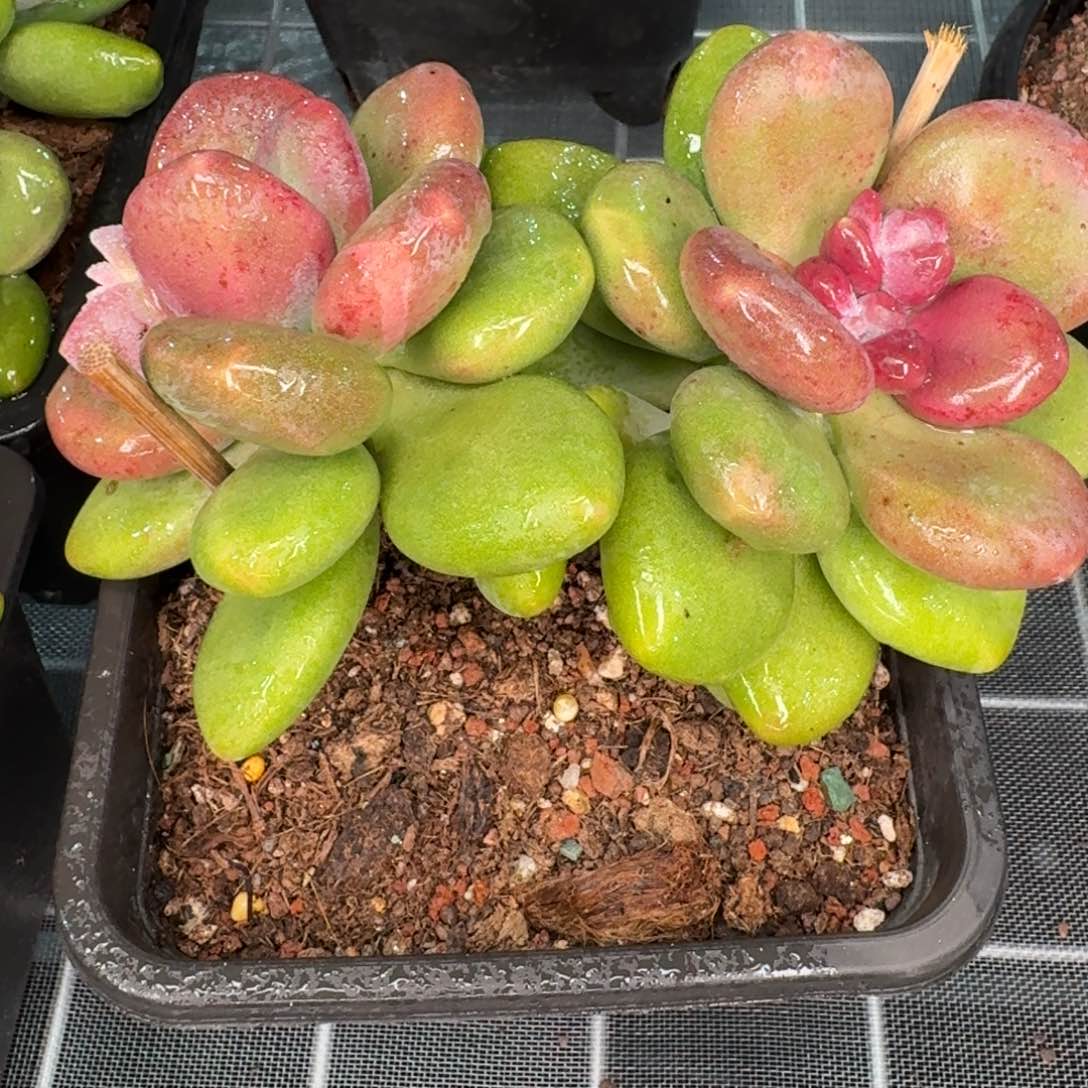 从前慢花园精选芒果奶