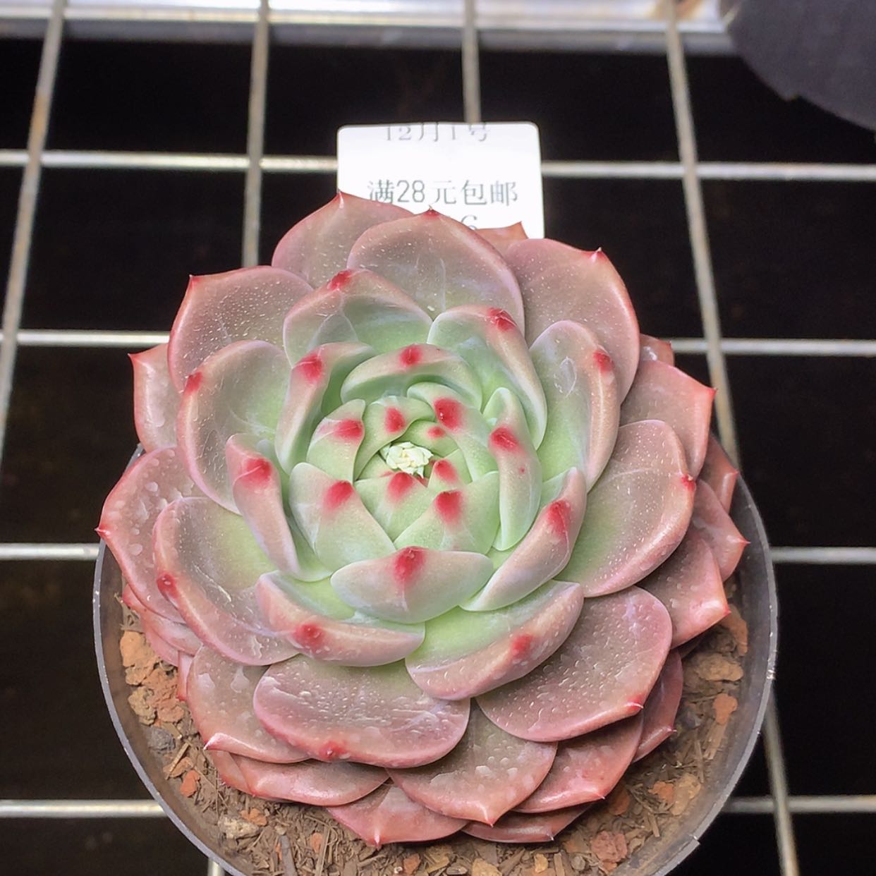 【闪购商品】云466号