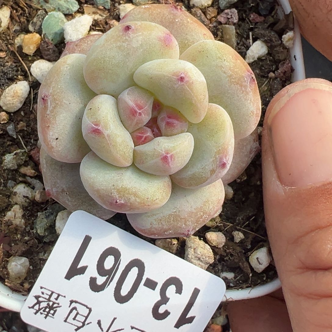 小卡拉米糖心一物一拍13-61