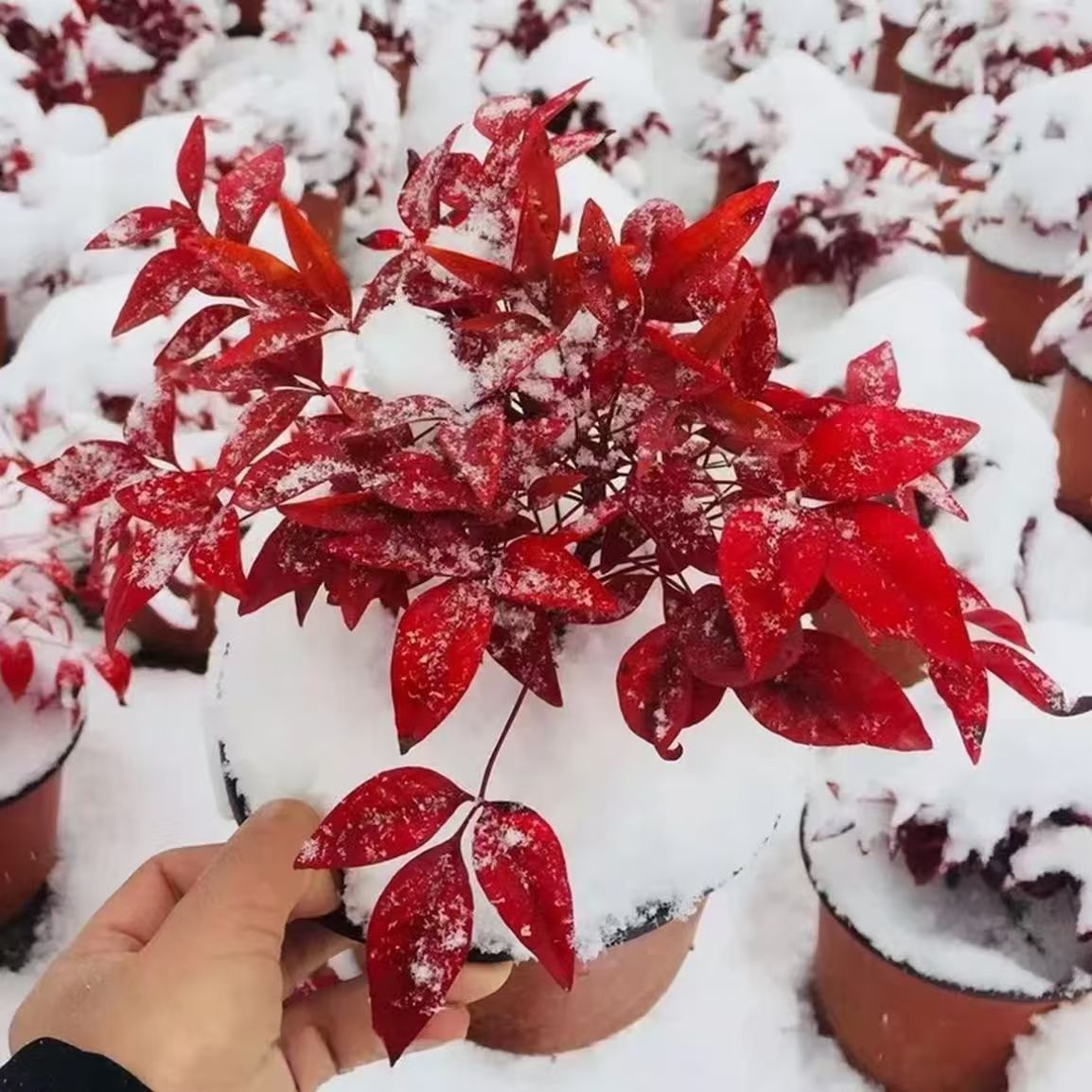 火焰南天竹耐寒喜庆红红火火地载盆栽南北方好养南天竹鸿运当头