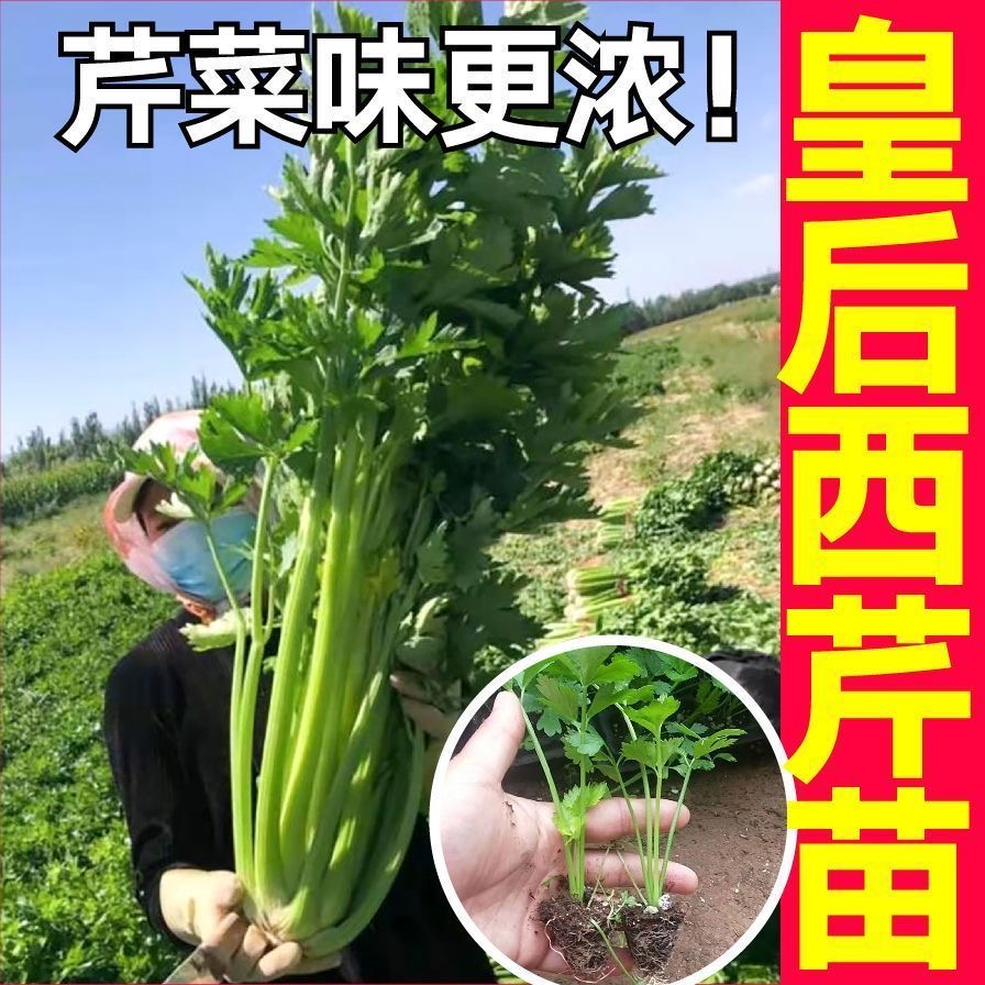 皇后西芹苗小香芹苗带土蔬菜苗四季庭园种植盆栽好养