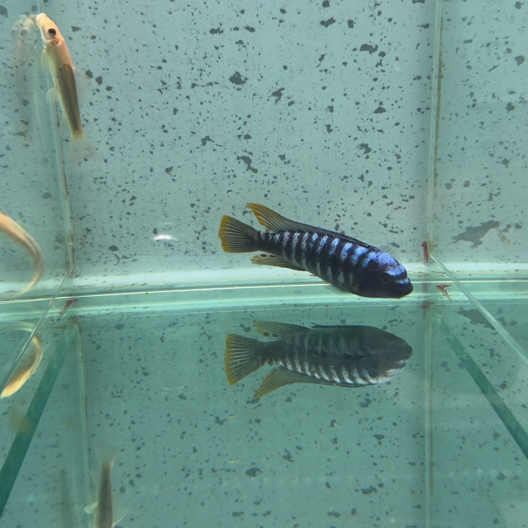 慈鲷泡*仔437号林甘家啦