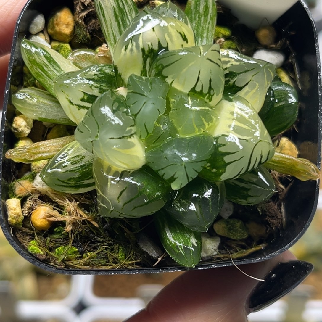 104残雪玉露锦福利专场