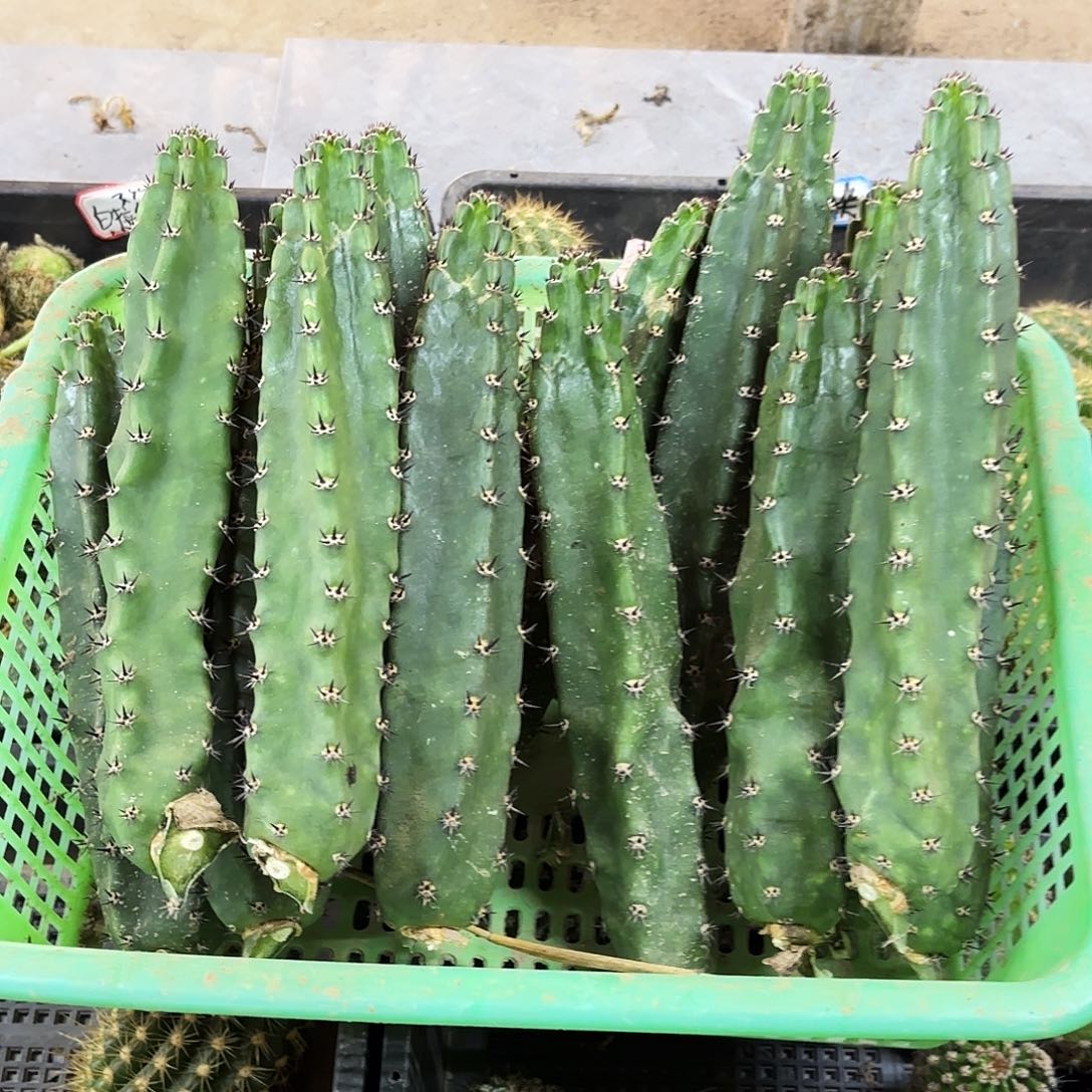 袖普侧牙20包邮600000