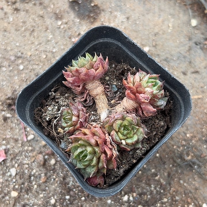 无花朵血滴子老桩。      