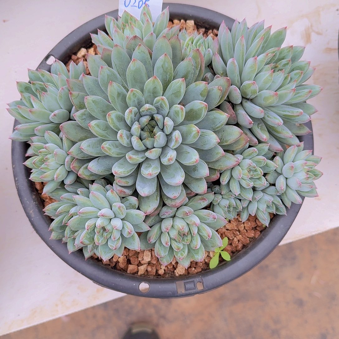 0205小幻熊多肉植物