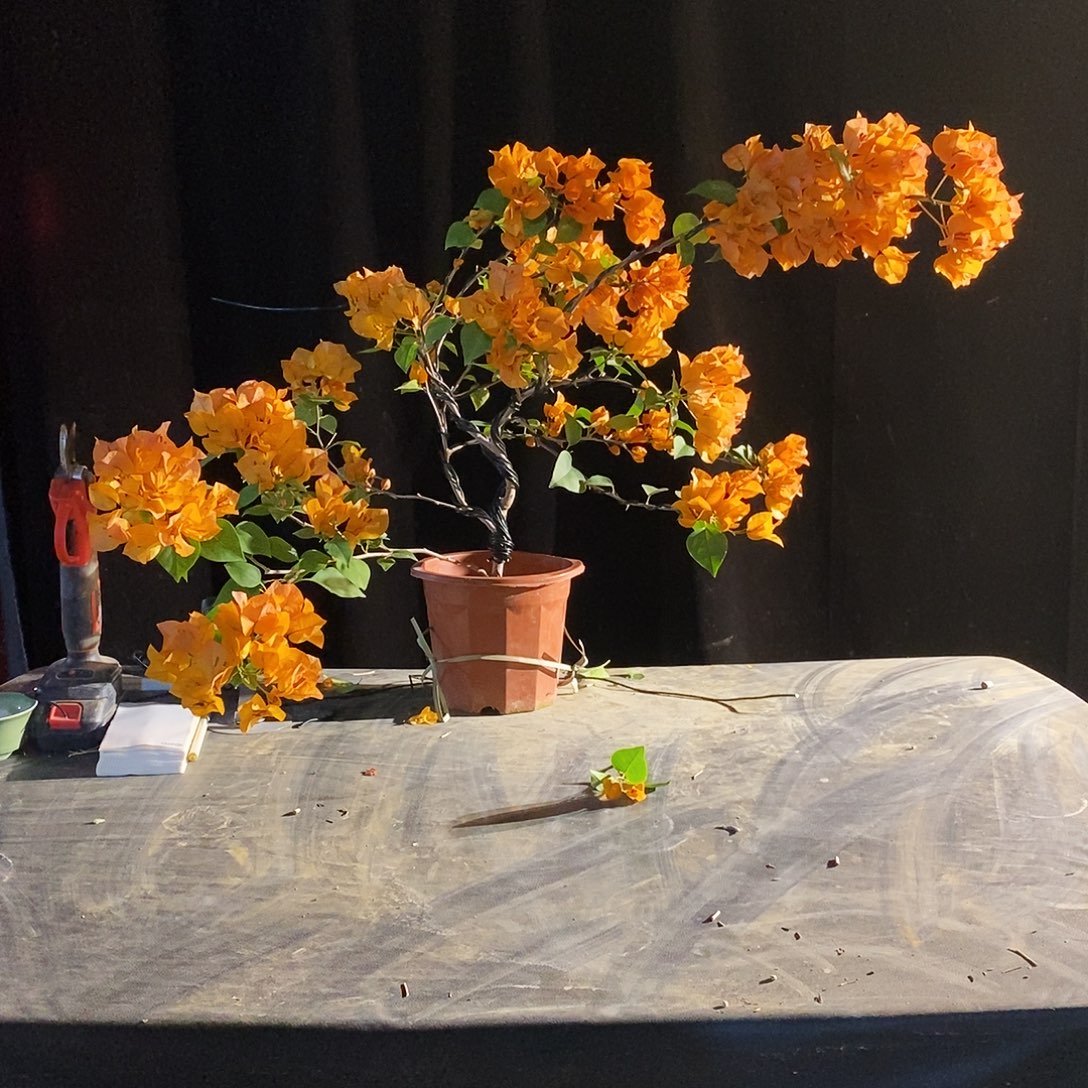 @***）无花朵金色光辉三角梅