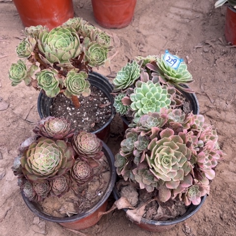 229多肉植物组合，