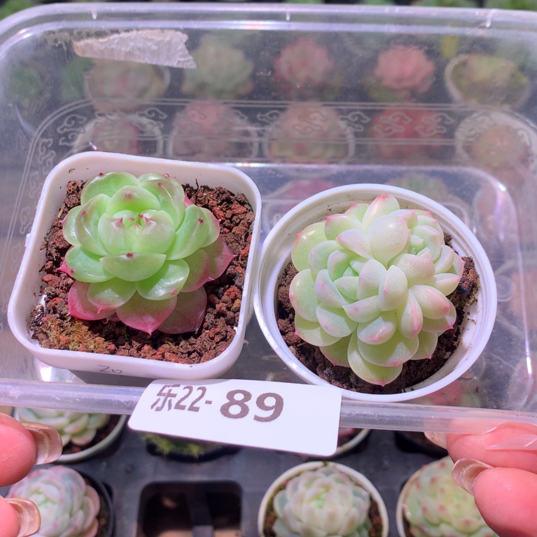 乐然22-89 框拍2颗 