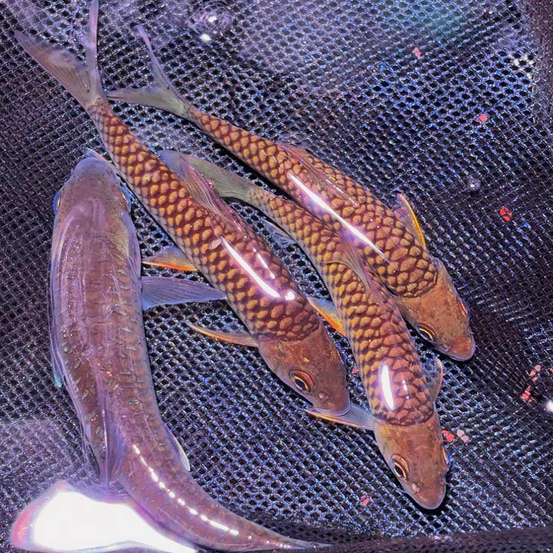 吉罗鱼巴拉 异口 宝山