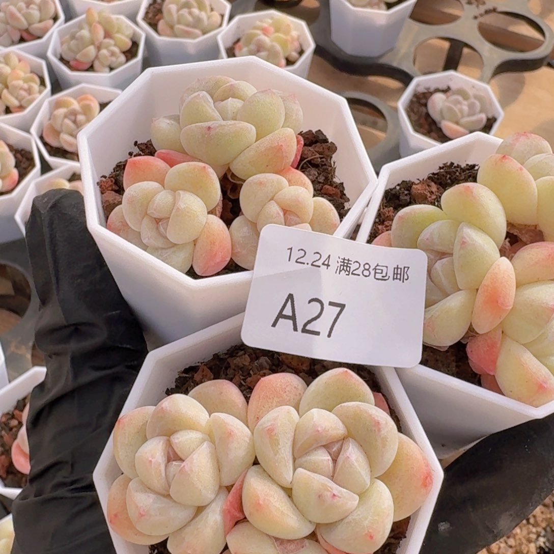 ****呀3颗糖心冰玉带杆子