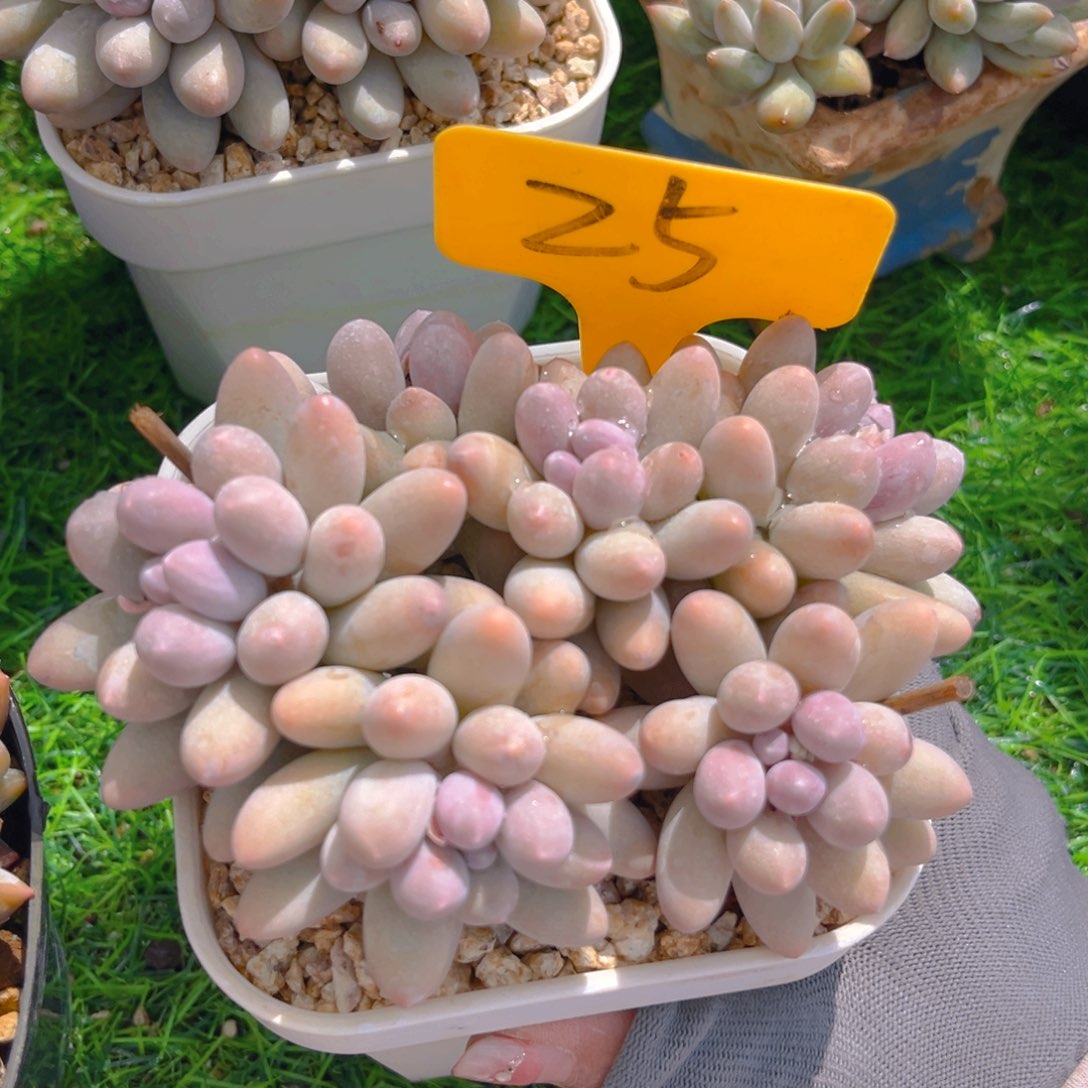 汤圆888888tu tu tu