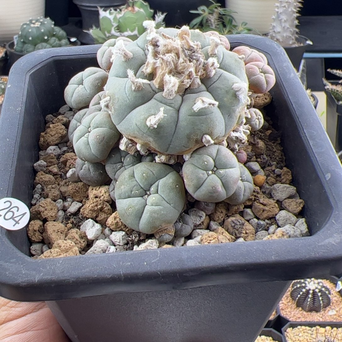 草球老桩一物一拍264