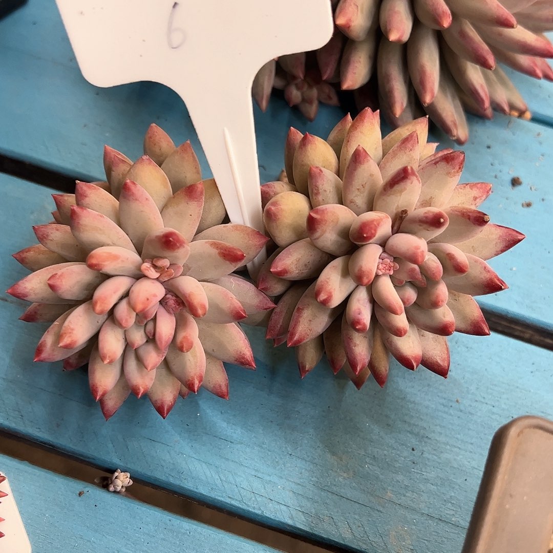 叁*6）f f h jv h h vv