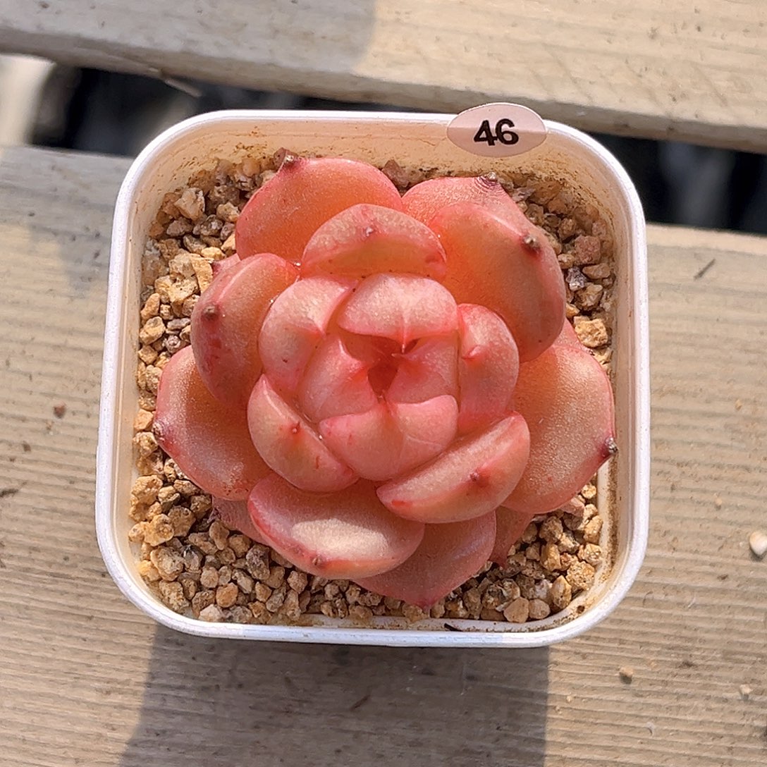 46  新品珍妮满18包邮