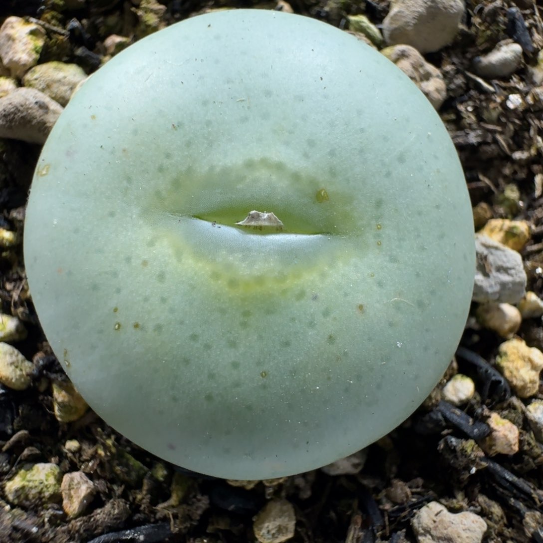 人**缘2786。多肉植物。饼一颗