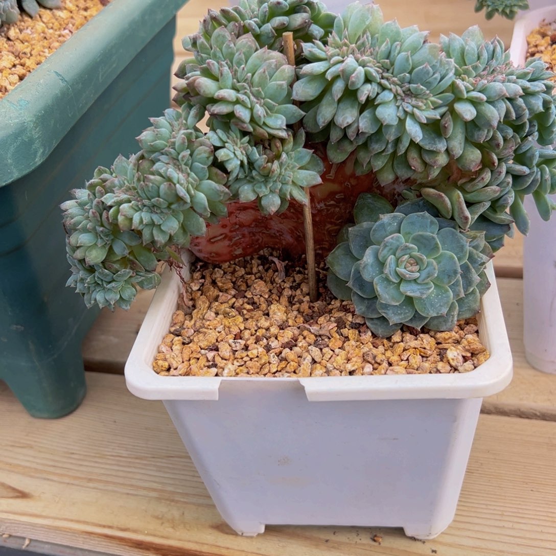 草莓冰沙琥珀缀化