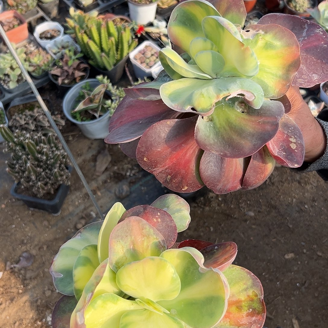 星***里多肉植物两颗帝王锦