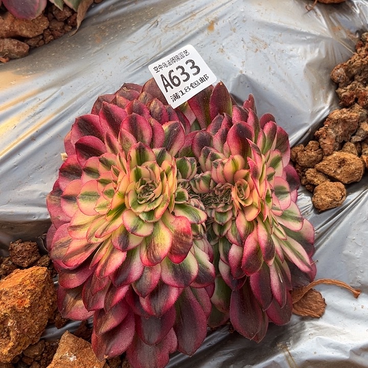 633法师多肉植物