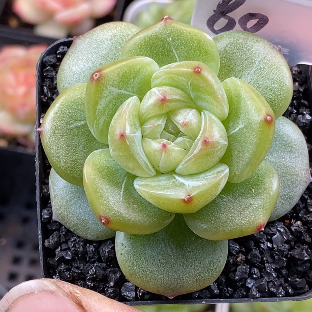 天官赐福百无禁忌