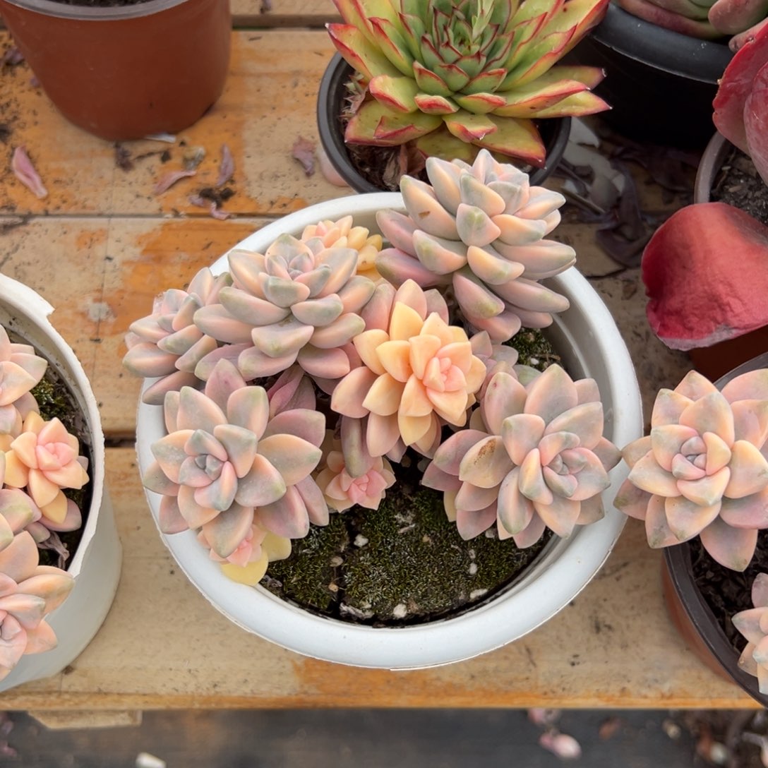 多肉大群美杏锦【非偏远地区满18包邮】