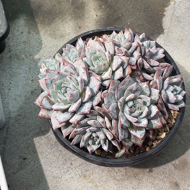 大***头粉蓝鸟456788999877@