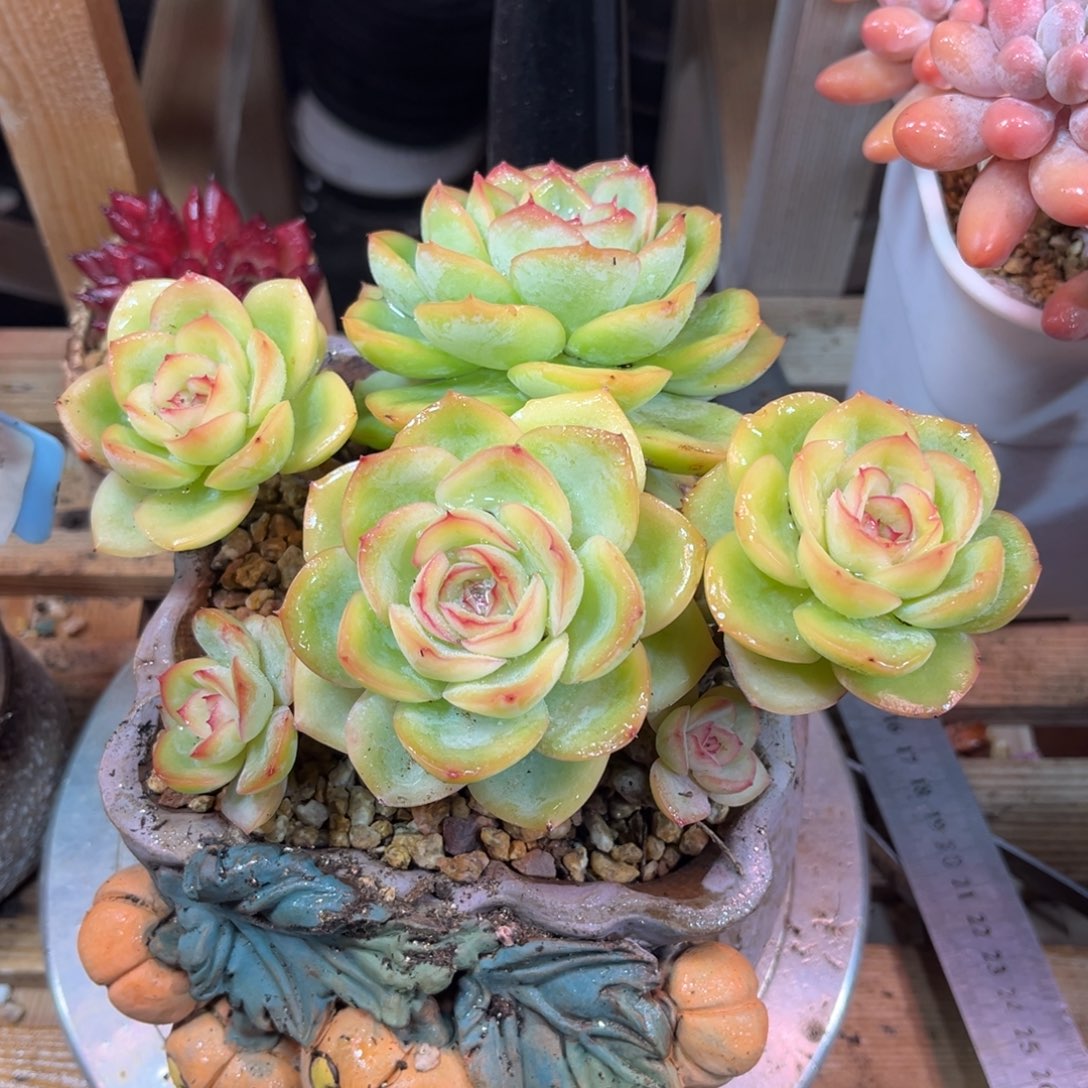 晨露满20包邮一物一拍