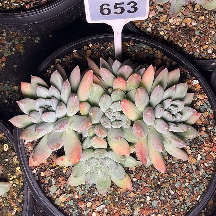 多肉植物天使之翼653