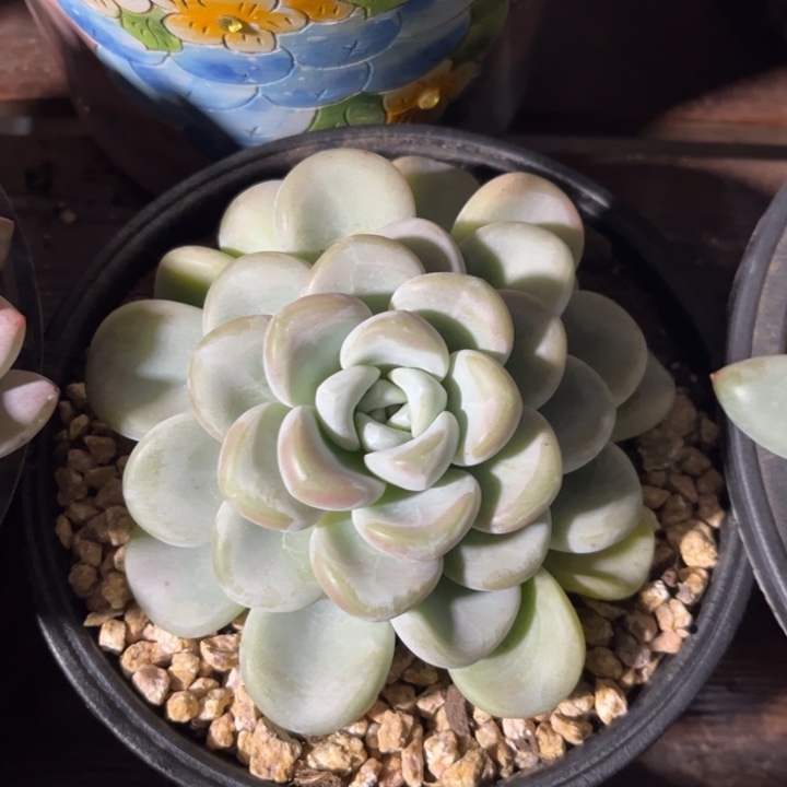 一物一拍，玉麒麟多肉。