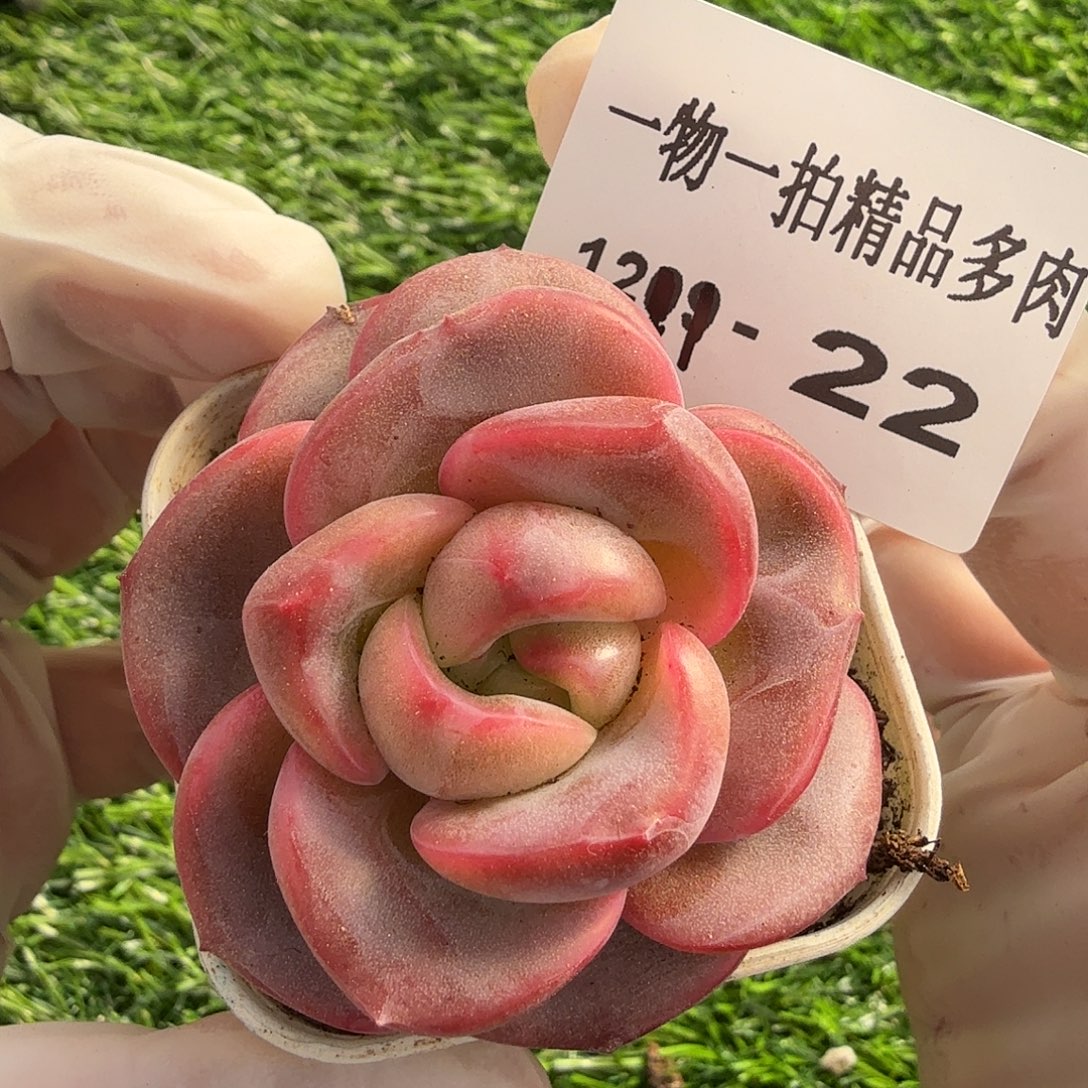 1211-22多肉一物一拍