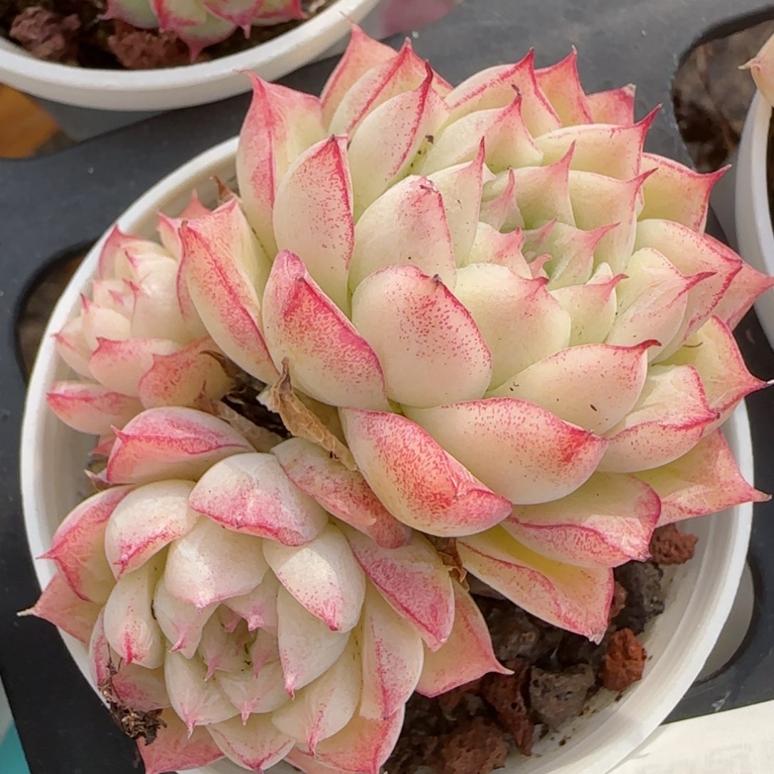 花语逸境0212-570