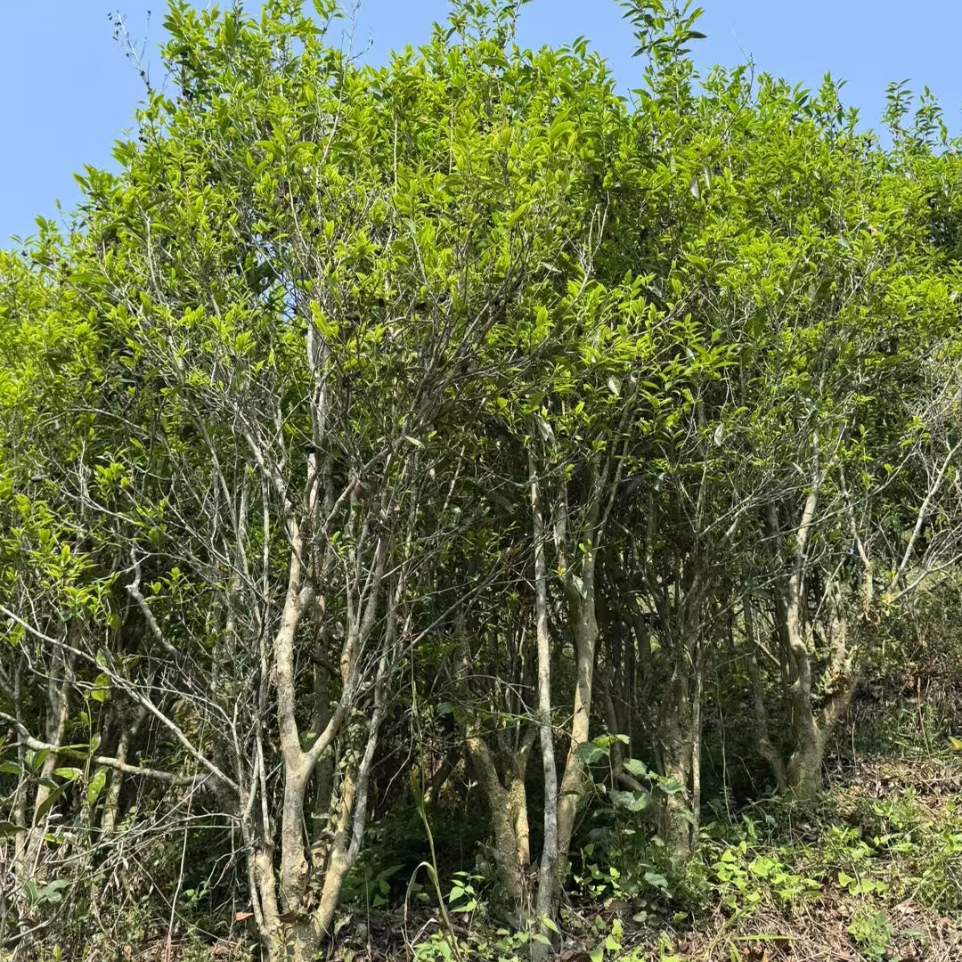 凤凰单枞《高山春蜜兰香》兰香蜜香蜜韵回甘好浓香型500克