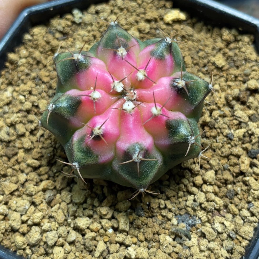 当前无花朵，栽培后可花朵穹顶