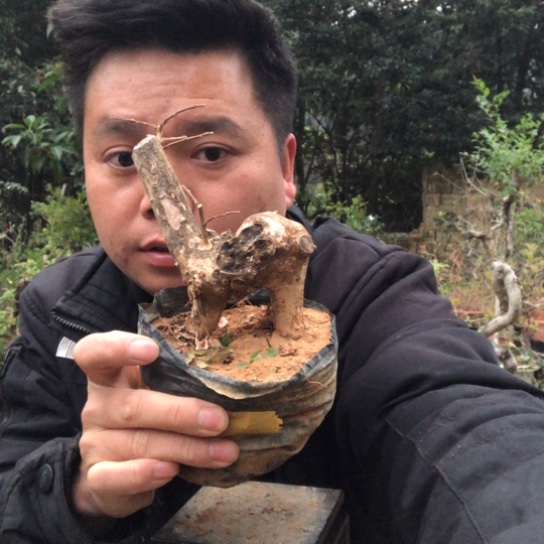 无花朵盆景盆栽（不退不换不包成活率）