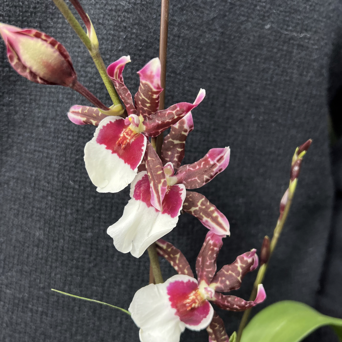 圣诞老人慧心兰带香味多年生兰花