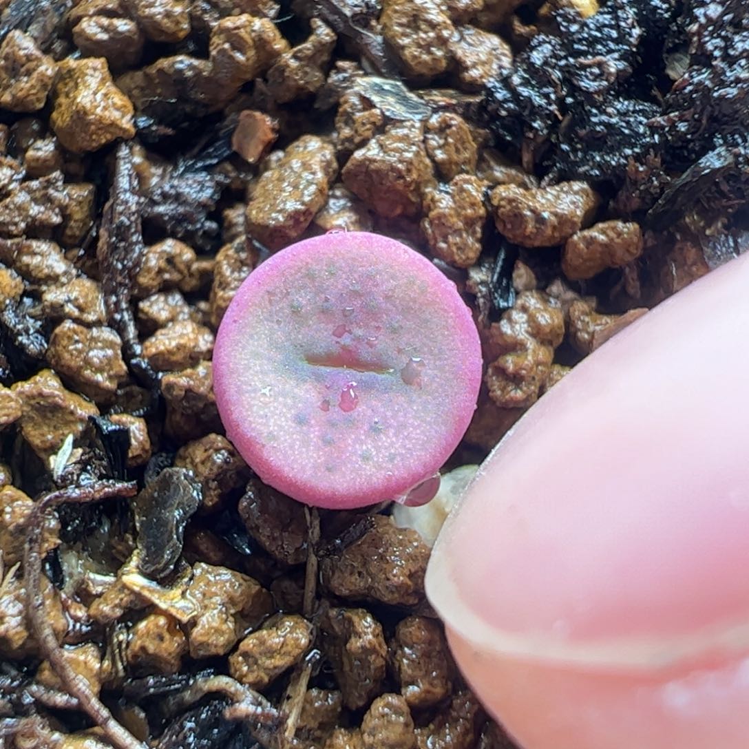 十字纽扣多肉植物百科