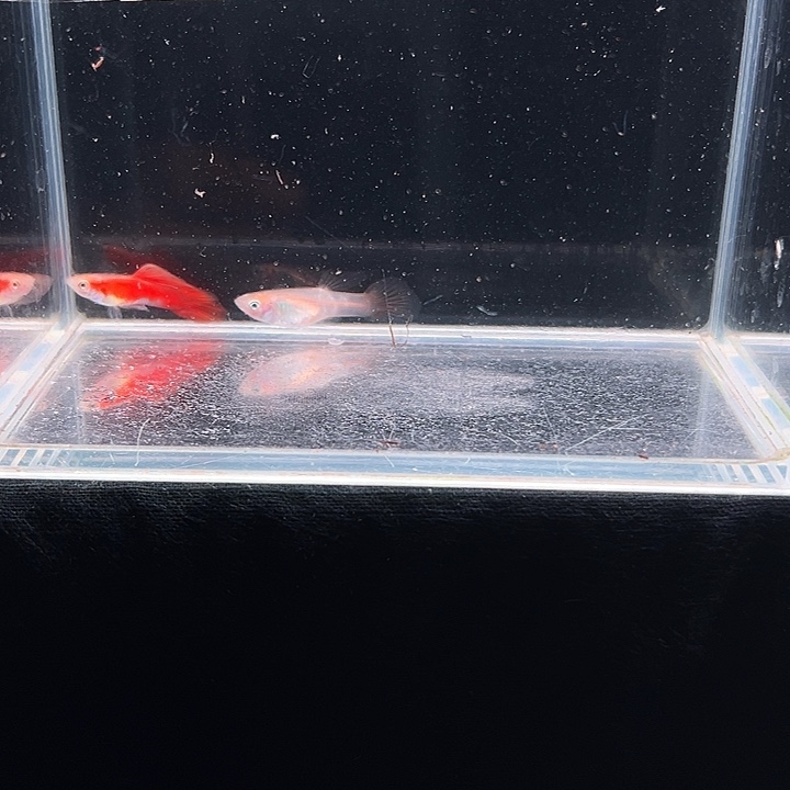 孔雀鱼红珊瑚茅尾
