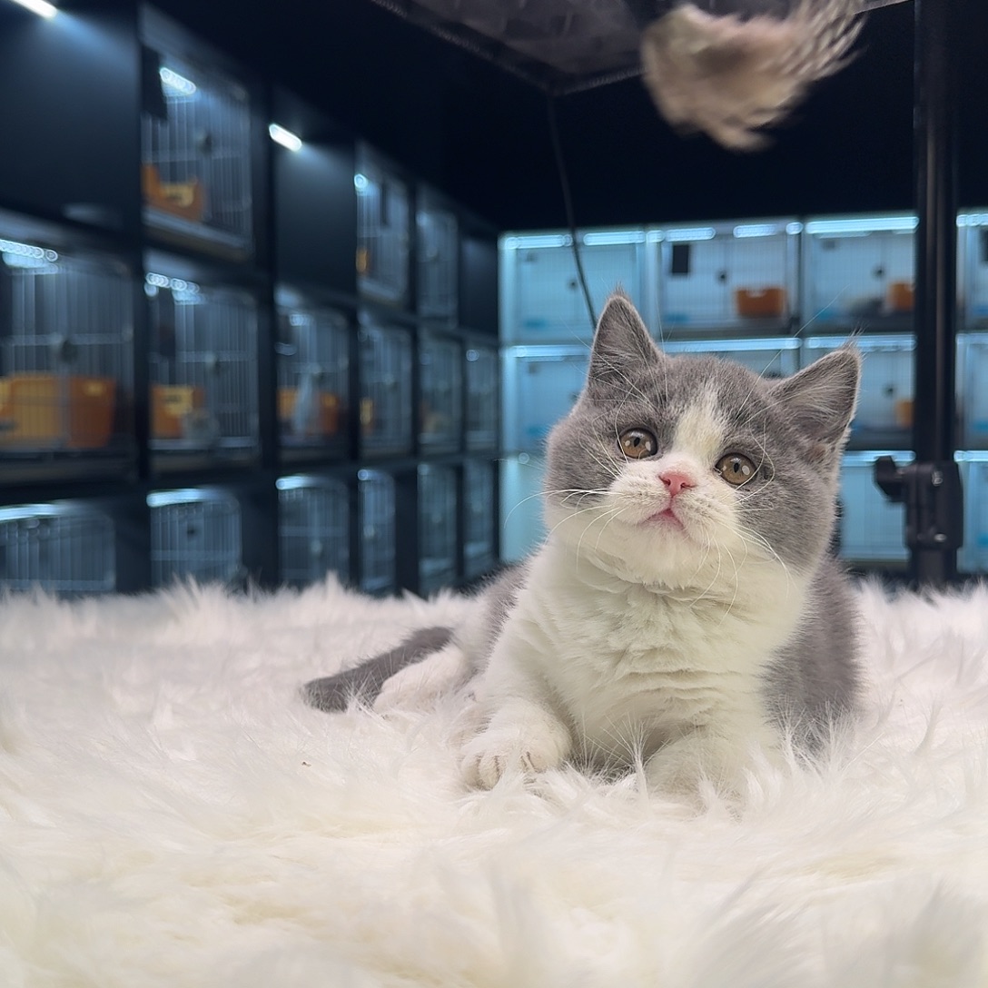 矮脚蓝白3针疫苗，一次驱虫