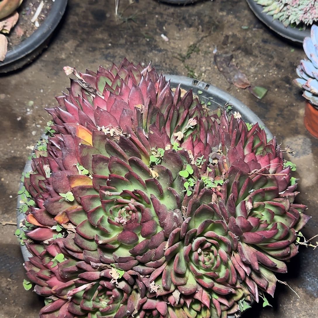 一物一拍红东云多肉